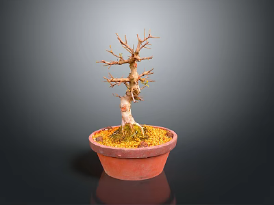 Wooden Bonsai Tree With Stone Accent In Terracotta Pot And Green Moss 3d model