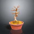 Wooden Bonsai Tree With Stone Accent In Terracotta Pot And Green Moss