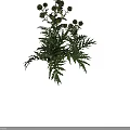 Healthy Green Crop Plant With Lush Leaves And Multiple Flower Buds Growing Vibrantly