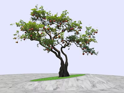 Pomegranate Tree With Curved Trunk Green Leaves And Red Fruits On Stone Pavement 3d model