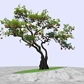 Pomegranate Tree With Curved Trunk Green Leaves And Red Fruits On Stone Pavement
