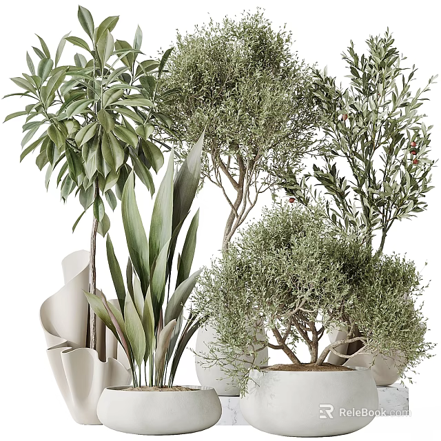 Natural Fresh Garden Decor With Olive Trees Large Leafy Plants In White Pots 3d model 