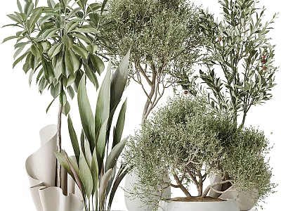 Natural Fresh Garden Decor With Olive Trees Large Leafy Plants In White Pots 3d model