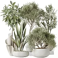 Natural Fresh Garden Decor With Olive Trees Large Leafy Plants In White Pots