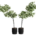 Two Lush Green Bonsai Plants In Black Pots With Dense Foliage