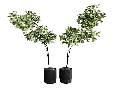 Two Lush Green Bonsai Plants In Black Pots With Dense Foliage 3d model