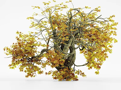 Lush Deciduous Tree with Yellow Orange Autumn Leaves and Thick Twisted Branches 3d model