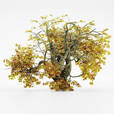 Lush Deciduous Tree with Yellow Orange Autumn Leaves and Thick Twisted Branches 3d model