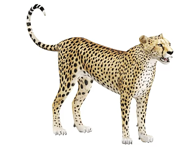 Cheetah Wild Animal with Spotted Coat Full Body Natural Standing Posture 3d model