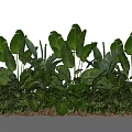 Lush Green Plant Combination With Various Large Leaves And Layered Foliage