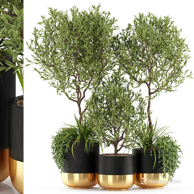 Lush Bonsai Potted Olive Trees In Black Pots With Green Foliage 3d model 