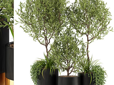 Lush Bonsai Potted Olive Trees In Black Pots With Green Foliage 3d model