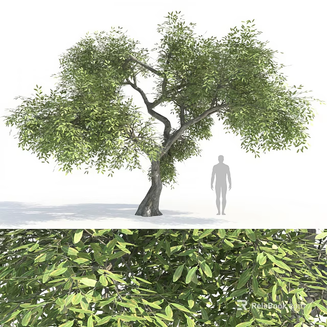 Lush Green Tree With Thick Trunk And Dense Foliage Near Human Silhouette 3d model 