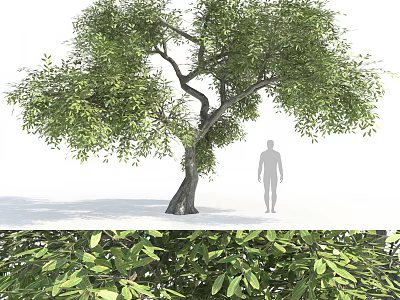 Lush Green Tree With Thick Trunk And Dense Foliage Near Human Silhouette 3d model