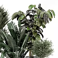 Various Potted Plants with Large Green Leaves Small Trees and Ceramic Metal Pots for Indoor Decor