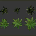 Six Vibrant Green Ferns Arranged on Dark Background With Glossy Leaves