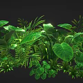 Lush Green Tropical Plants With Various Leaf Shapes Against Dark Background For Natural Decor