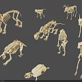 Detailed Animal Skeleton Models Collection Featuring Various Prehistoric And Modern Species