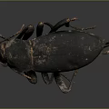 Close Up Of Black Beetle With Shiny Exoskeleton And Six Legs And Gray Gradient Background