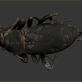 Modern Beetle Beetle Insect Animal Items 3d model