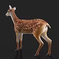 3D Fawn Model with Brown Fur and White Spots on Black Background