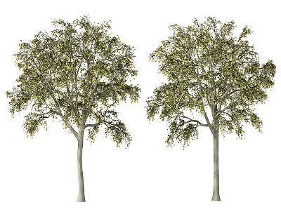 Modern Tree Trees Arbor 3d model Modern Tree Trees Arbor 3d model