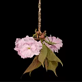 Beautiful Pink Cherry Blossom Flower Cluster With Fresh Leaves And Black Background