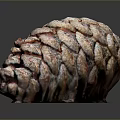 Close Up View Of Natural Pine Cone With Colorful Textured Scales On Dark Background