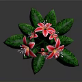 Stunning Red And White Lilies With Green Leaves And Multiple Fresh Blooms