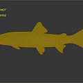 Spotted Green And Red Fish With Red Fins Tail On Gray Background With Reflection