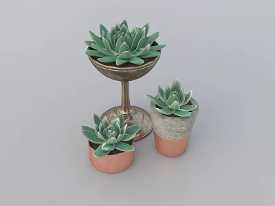 Three Green Succulent Bonsai Potted Plants in Tall Metal and Short Terracotta Pots 3d model