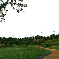 Tall Arbor Trees With Flowering Branches In Green Meadow Wooden Walkway And Wind Turbines