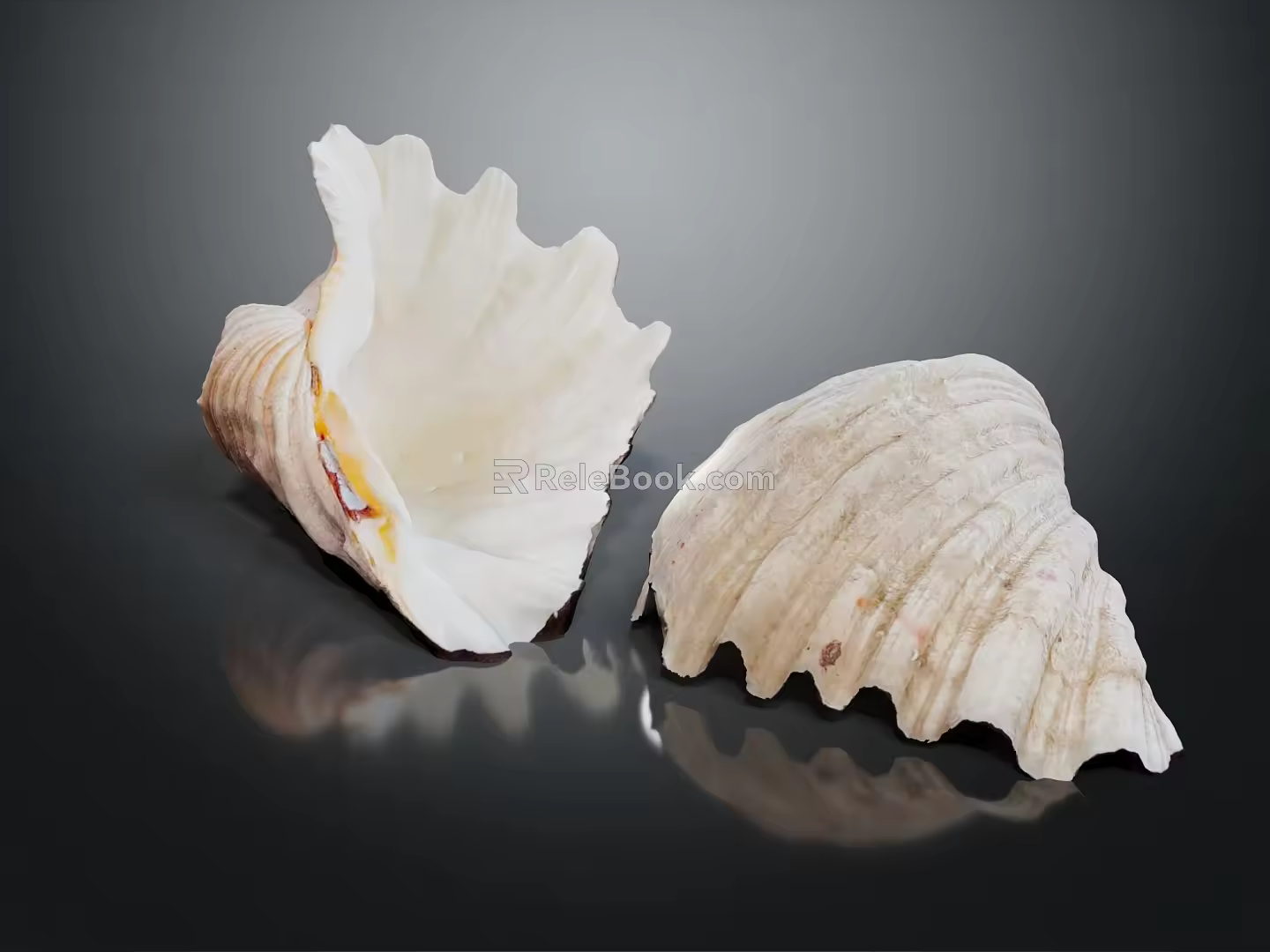 Modern Conch Nautilus Shell Sea Shell 3d model