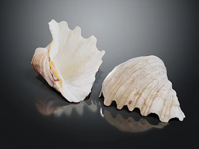 Natural Shell Decorative Ornament Set With Open And Closed Textured Shells For Home Decor 3d model