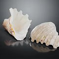 Modern Conch Nautilus Shell Sea Shell 3d model