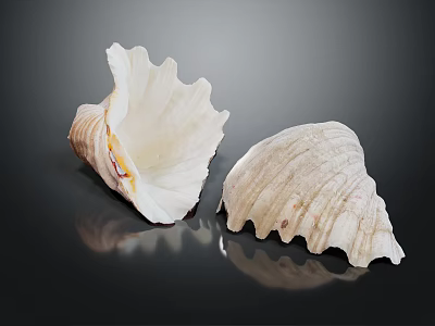 Natural Shell Decorative Ornament Set With Open And Closed Textured Shells For Home Decor 3d model