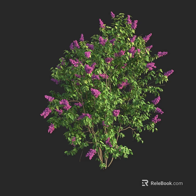 Vibrant Lush Flowering Shrub Showcasing Purple Flowers and Green Leaves in Bloom 3d model 