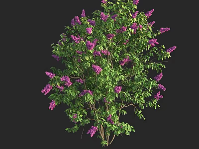 Vibrant Lush Flowering Shrub Showcasing Purple Flowers and Green Leaves in Bloom 3d model