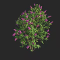 Vibrant Lush Flowering Shrub Showcasing Purple Flowers and Green Leaves in Bloom