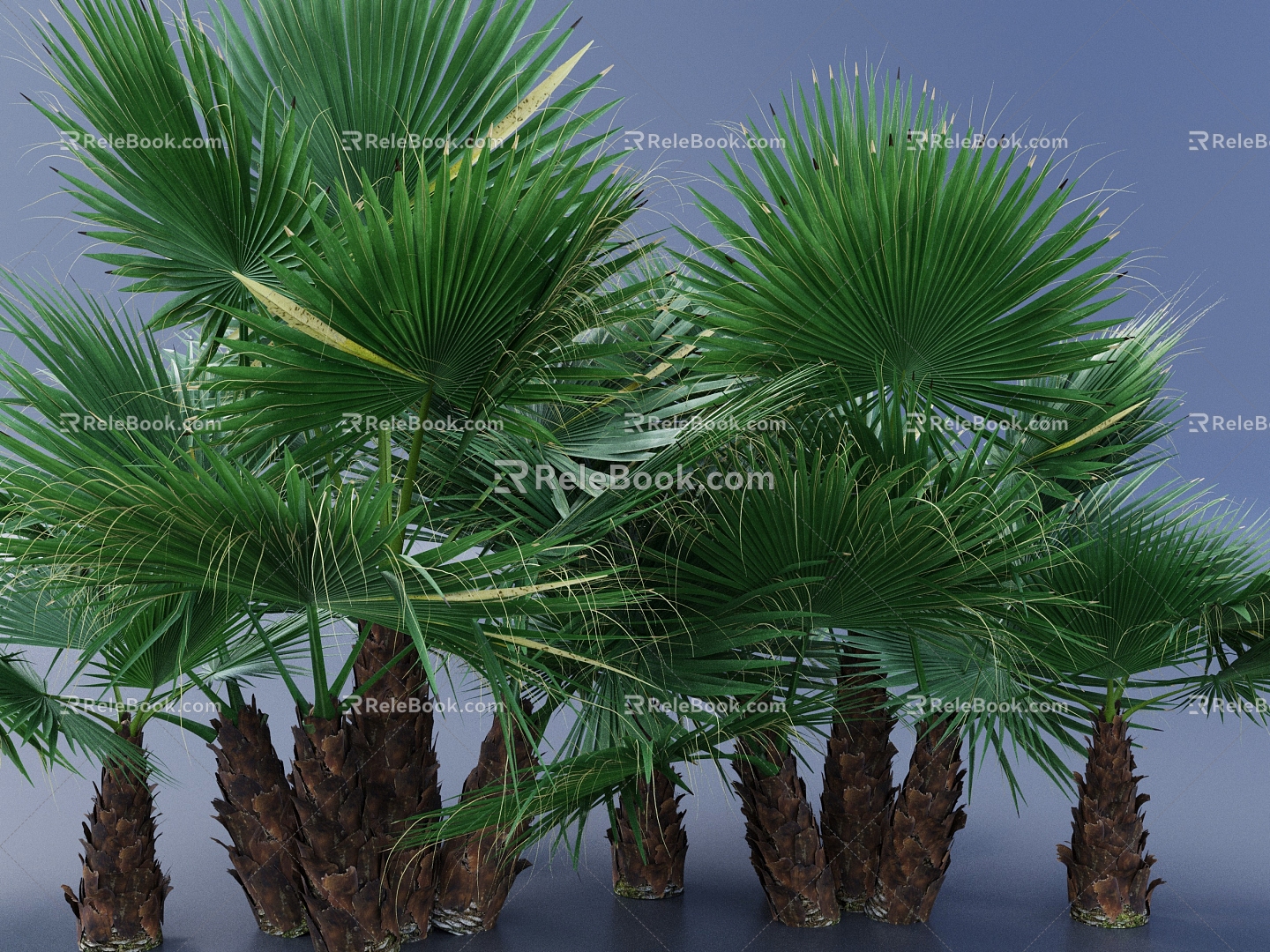 California palm tree palm greening tree landscape tree big tree 3D model 3d model