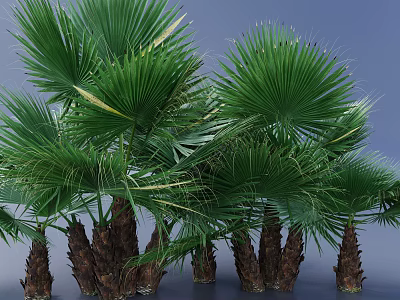 Lush Green Palm Trees With Brown Trunks And Palmate Leaves Against Blue Background 3d model