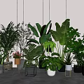 Indoor Potted Plants Collection With Various Green Leafy Species And Decorative Pots
