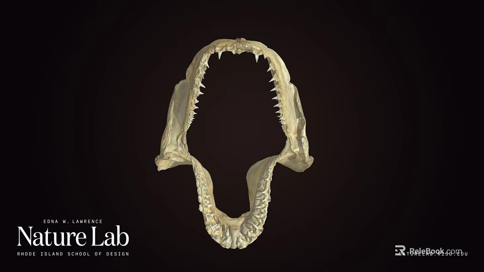 Shark Jawbone Skeleton Fossil Display In University Research Lab 3d model 