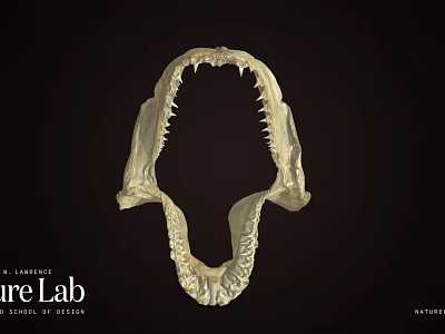 Shark Jawbone Skeleton Fossil Display In University Research Lab 3d model