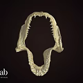 Shark Jawbone Skeleton Fossil Display In University Research Lab