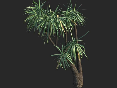 Tall Tree With Lush Green Tufted Leaves And Slender Brown Branches 3d model