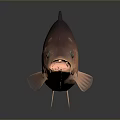 Aquatic Animal Red Fish Featuring Shiny Scales Prominent Fins And Bright Eyes