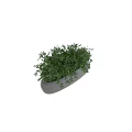 Bonsai Potted Plant with Lush Green Foliage in Oval Shaped Gray Stone Textured Pot
