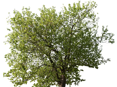 Tall Arbor Tree With Lush Green Foliage And Thick Trunk In Outdoor Area 3d model