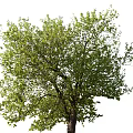 Tall Arbor Tree With Lush Green Foliage And Thick Trunk In Outdoor Area